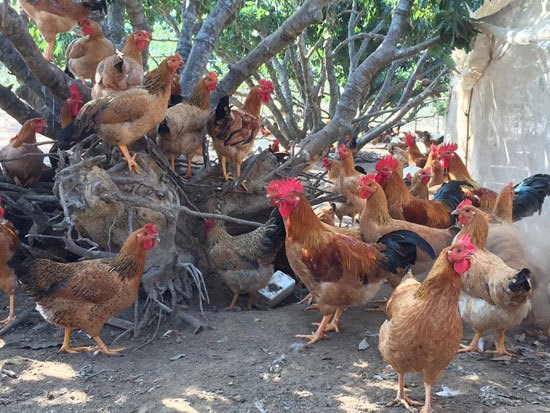 Bac Giang trabaja para mejorar la marca de pollo Yen The ảnh 2 Bac Giang trabaja para mejorar la marca de pollo Yen The ảnh 2