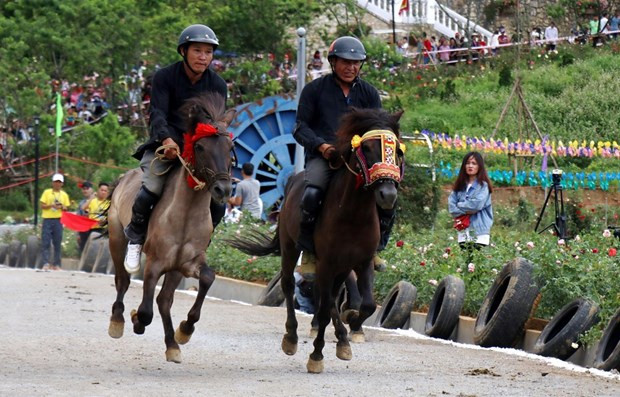Preservan las características únicas de la carrera de caballos Bac Ha ảnh 1 Preservan las características únicas de la carrera de caballos Bac Ha ảnh 1