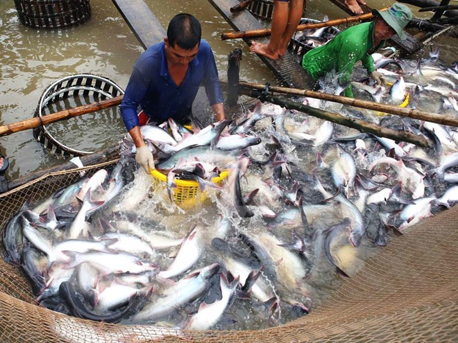 China se convierte en segundo mayor mercado de pescado Tra de Vietnam ảnh 1 China se convierte en segundo mayor mercado de pescado Tra de Vietnam ảnh 1