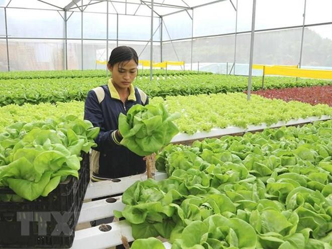 Proyecta Ciudad Ho Chi Minh impulsar cooperación con Australia en agricultura de alta tecnología ảnh 1