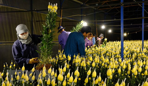 Tres ciudades vietnamitas cumplen estándares de nuevas áreas rurales ảnh 1