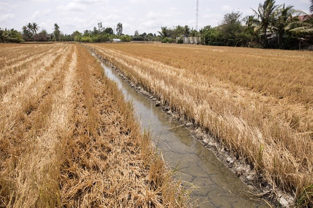 Delta del río Mekong enfrentará riesgo de intrusión salina durante el Tet ảnh 1 Delta del río Mekong enfrentará riesgo de intrusión salina durante el Tet ảnh 1