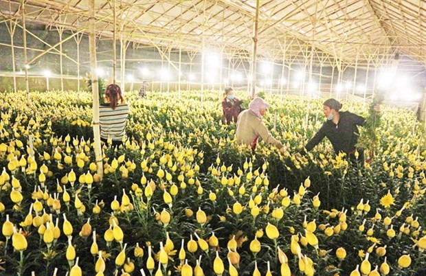 Cultivadores de flores vietnamitas buscan ventas en línea en medio del COVID-19 ảnh 1 Cultivadores de flores vietnamitas buscan ventas en línea en medio del COVID-19 ảnh 1