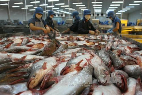 Camboya reanudará importación de bagres de Vietnam ảnh 1 Camboya reanudará importación de bagres de Vietnam ảnh 1