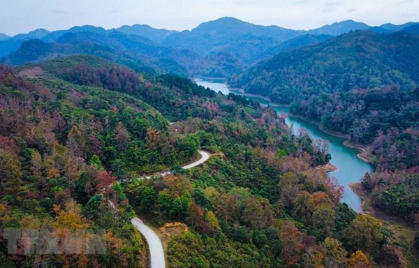 Vietnam planea cultivar mil millones de árboles durante cinco años ảnh 1 Vietnam planea cultivar mil millones de árboles durante cinco años ảnh 1