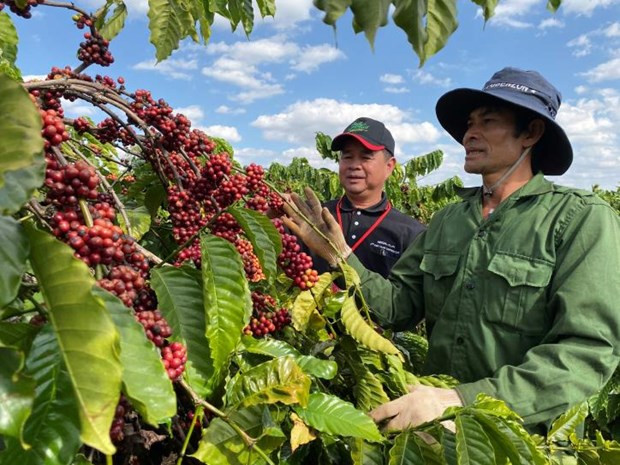 Exportación agrosilvícola y acuícola de Vietnam supera los tres mil millones de dólares en enero ảnh 1 Exportación agrosilvícola y acuícola de Vietnam supera los tres mil millones de dólares en enero ảnh 1