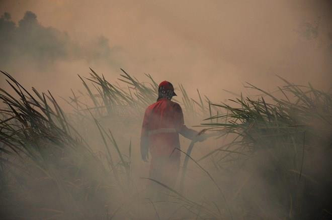 Exige presidente indonesio mayores esfuerzos para acabar con incendios forestales en el país ảnh 1 Exige presidente indonesio mayores esfuerzos para acabar con incendios forestales en el país ảnh 1