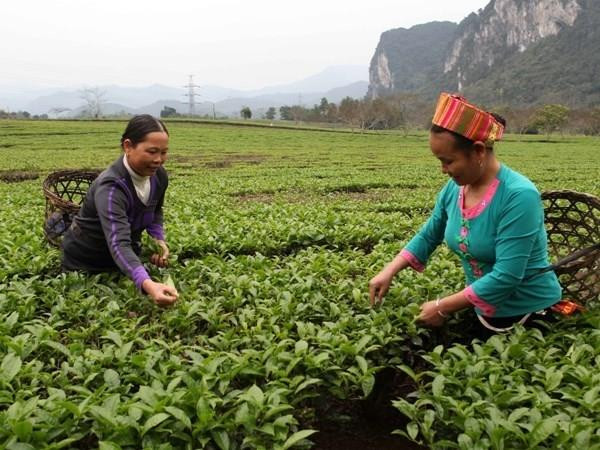 Necesitará agricultura de Vietnam seis millones de trabajadores capacitados en los próximos 10 años ảnh 1 Necesitará agricultura de Vietnam seis millones de trabajadores capacitados en los próximos 10 años ảnh 1