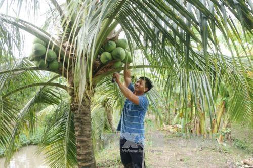 Promoverán productos de coco de Vietnam mediante festival en provincia de Ben Tre ảnh 1
