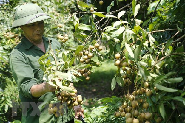 Promueven exportaciones de longan vietnamita a mercado de China ảnh 1 Promueven exportaciones de longan vietnamita a mercado de China ảnh 1