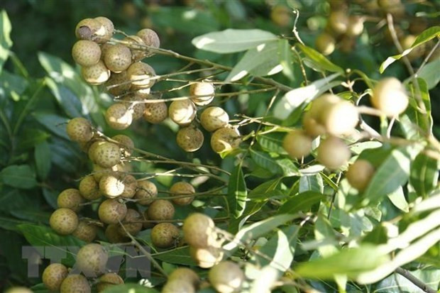 Promueven presencia de longan vietnamita en Australia ảnh 1 Promueven presencia de longan vietnamita en Australia ảnh 1
