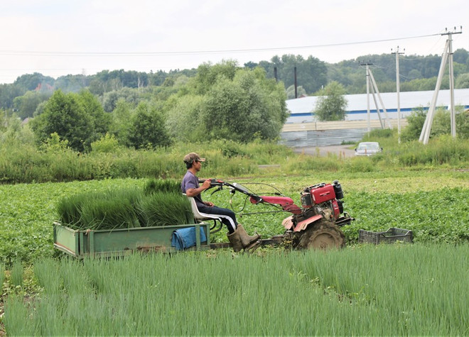 Malasia dedica 14,6 millones de dólares para ayudar a agricultores afectados por COVID-19 ảnh 1 Malasia dedica 14,6 millones de dólares para ayudar a agricultores afectados por COVID-19 ảnh 1