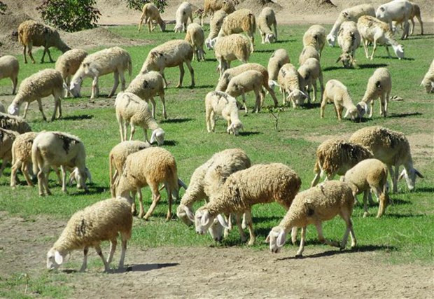 Provincia vietnamita de Ninh Thuan desarrolla producción ovina ảnh 1