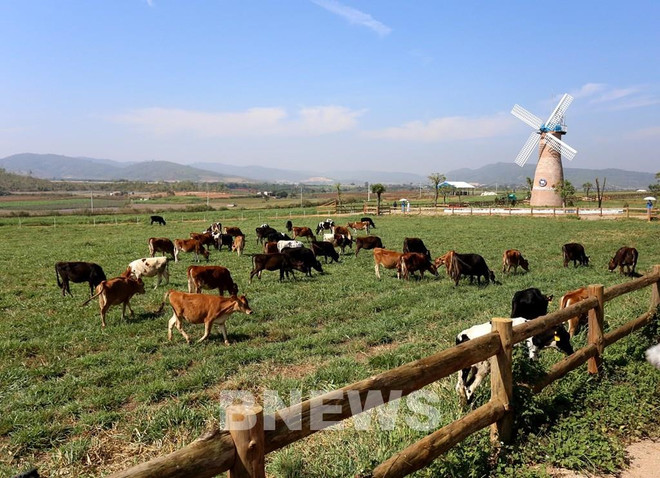Vinamilk proyecta expandir las granjas de vacas lecheras ảnh 1 Vinamilk proyecta expandir las granjas de vacas lecheras ảnh 1