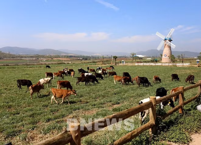 Vinamilk proyecta expandir las granjas de vacas lecheras ảnh 1