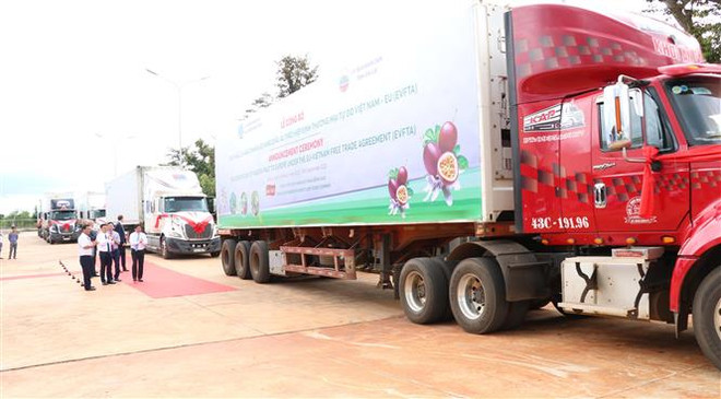 Provincia vietnamita envía primer lote de maracuyá a la Unión Europea bajo el EVFTA ảnh 1 Provincia vietnamita envía primer lote de maracuyá a la Unión Europea bajo el EVFTA ảnh 1