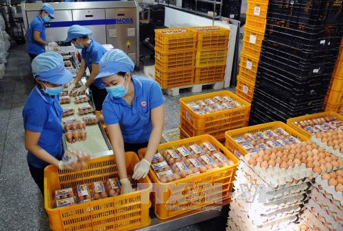 Vietnam regula contingentes arancelarias para importación de tabaco crudo y huevos ảnh 1