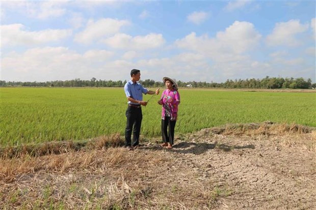 Provincia vietnamita de Tra Vinh se enfrasca en superar la sequía e intrusión salina ảnh 1 Provincia vietnamita de Tra Vinh se enfrasca en superar la sequía e intrusión salina ảnh 1