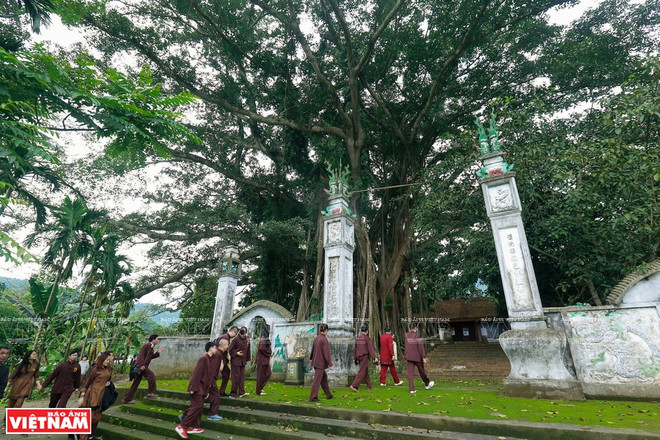 Antiguo baniano en templo de Tan Vien Son Thanh, tesoro verde con miles de año ảnh 1 Antiguo baniano en templo de Tan Vien Son Thanh, tesoro verde con miles de año ảnh 1