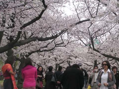 Introducen particularidades de cultura japonesa a público vietnamita ảnh 1 Introducen particularidades de cultura japonesa a público vietnamita ảnh 1
