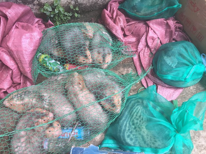 Detectan tráfico ilegal de animales salvajes en provincia vietnamita de Binh Duong ảnh 1