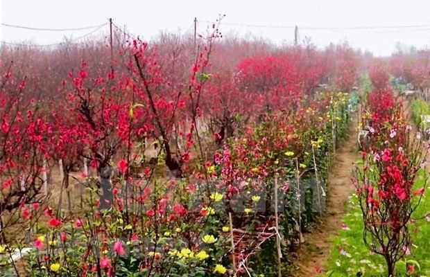 Aceleran en Vietnam venta de flores de melocotón con motivo del Tet ảnh 1 Aceleran en Vietnam venta de flores de melocotón con motivo del Tet ảnh 1