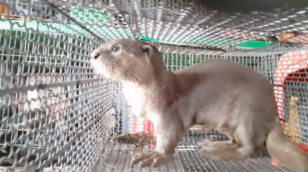 Vietnamitas apoyan el cierre de mercados ilegales de vida silvestre ​ ảnh 2