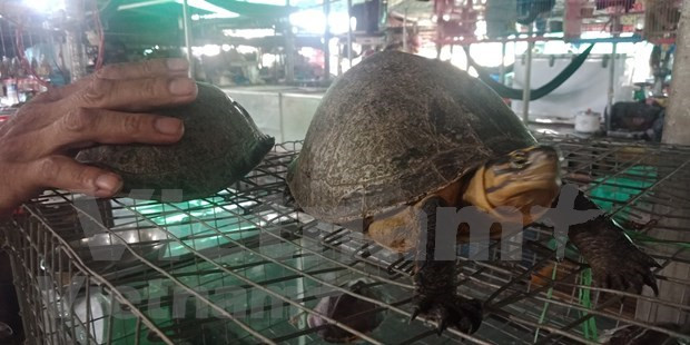Comercio ilegal de animales salvajes en Vietnam ảnh 2 Comercio ilegal de animales salvajes en Vietnam ảnh 2