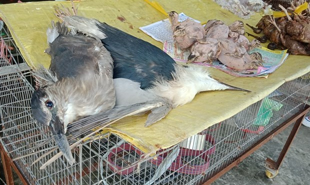 Comercio ilegal de animales salvajes en Vietnam ảnh 4 Comercio ilegal de animales salvajes en Vietnam ảnh 4