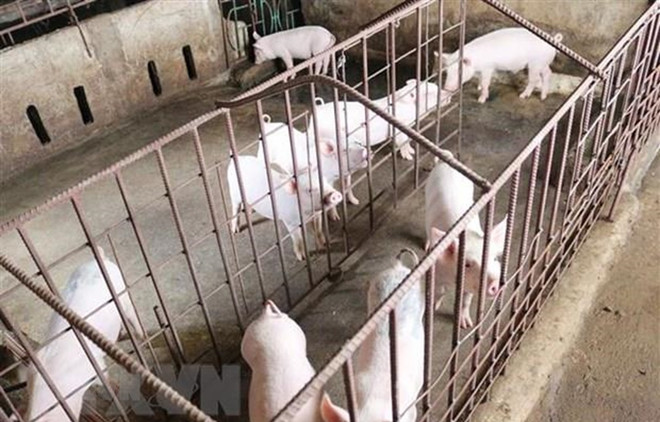 Vietnam se esfuerza por aumentar exportaciones del sector ganadero ảnh 1 Vietnam se esfuerza por aumentar exportaciones del sector ganadero ảnh 1