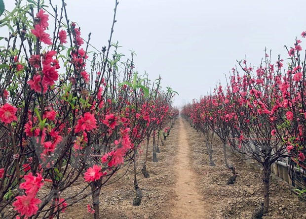 Aceleran en Vietnam venta de flores de melocotón con motivo del Tet ảnh 3 Aceleran en Vietnam venta de flores de melocotón con motivo del Tet ảnh 3