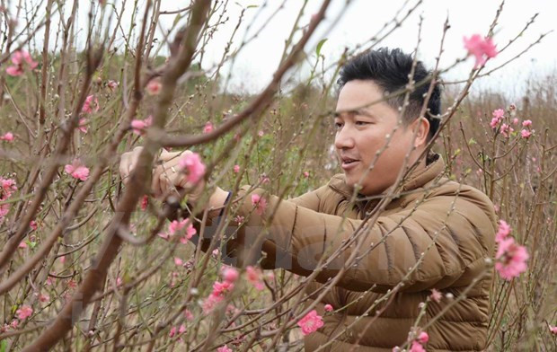 Aceleran en Vietnam venta de flores de melocotón con motivo del Tet ảnh 2 Aceleran en Vietnam venta de flores de melocotón con motivo del Tet ảnh 2