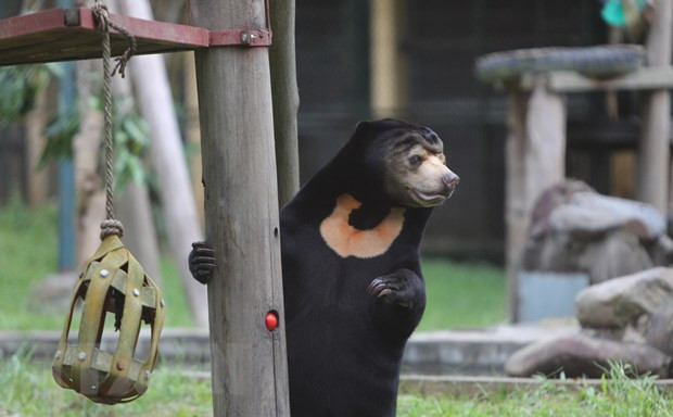 Parque Nacional de Tam Dao, zona de alta biodiversidad ảnh 3 Parque Nacional de Tam Dao, zona de alta biodiversidad ảnh 3