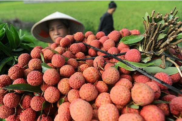 Exportaciones de lichi y longan de Hai Duong logran éxitos ảnh 1 Exportaciones de lichi y longan de Hai Duong logran éxitos ảnh 1
