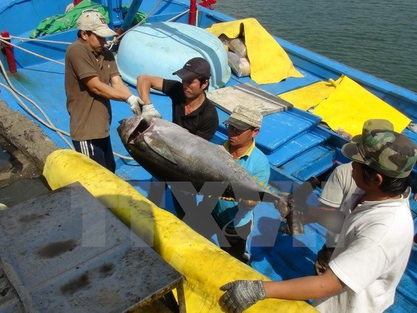 Firma nipona interesada en industria de atún oceánico vietnamita ảnh 1 Firma nipona interesada en industria de atún oceánico vietnamita ảnh 1