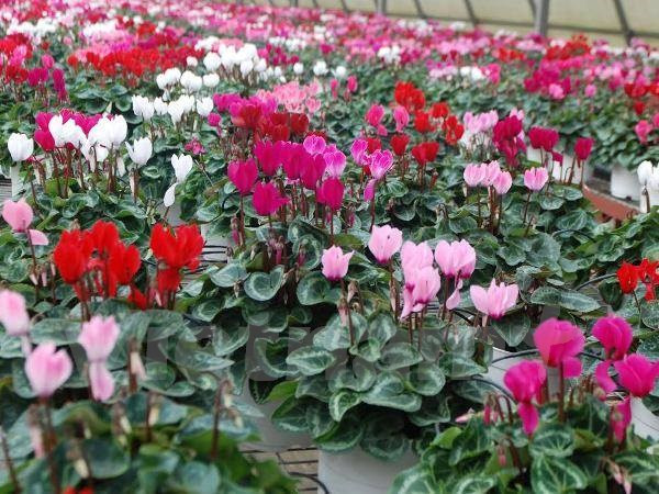 Da Lat será centro de turismo y agricultura de alto nivel ảnh 1 Da Lat será centro de turismo y agricultura de alto nivel ảnh 1