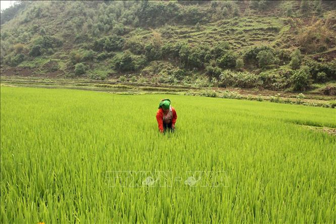 Provincia vietnamita busca desarrollar marca de su arroz glutinoso ảnh 1