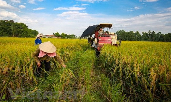 Banco Mundial dispuesto a apoyar a proyectos de desarrollo agrícola de Vietnam ảnh 1 Banco Mundial dispuesto a apoyar a proyectos de desarrollo agrícola de Vietnam ảnh 1