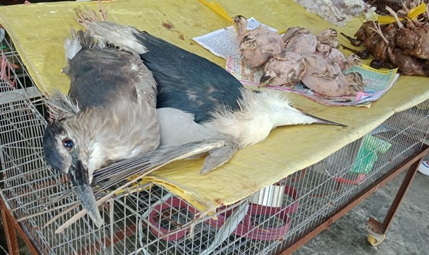 Fortalece Vietnam lucha contra el contrabando de animales salvajes ante brote de coronavirus ảnh 1 Fortalece Vietnam lucha contra el contrabando de animales salvajes ante brote de coronavirus ảnh 1