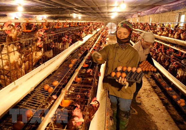 Premier de Vietnam exhorta a intensificar medidas preventivas de la influenza aviaria ảnh 1 Premier de Vietnam exhorta a intensificar medidas preventivas de la influenza aviaria ảnh 1