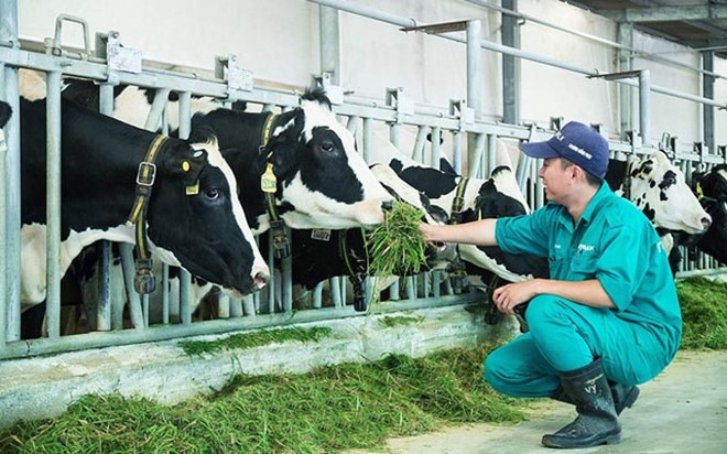 Vietnam apunta a ingresar mil millones de dólares por exportación de productos lácteos ảnh 1