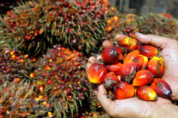 Aumentará Pakistán sus importaciones del aceite de palma de Malasia ảnh 1
