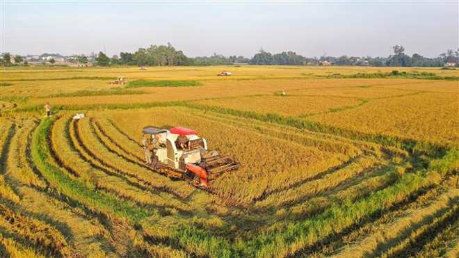 Vietnam cumplirá pronto meta sobre exportación de arroz en 2021 ảnh 1 Vietnam cumplirá pronto meta sobre exportación de arroz en 2021 ảnh 1