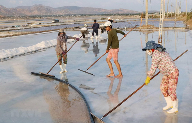 Buscan recuperar industria salinera en provincia vietnamita de Nam Dinh ảnh 1 Buscan recuperar industria salinera en provincia vietnamita de Nam Dinh ảnh 1