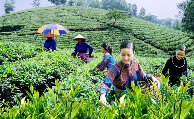 Fortalecen coordinación para garantizar medios de vida de minorías étnicas en Vietnam ảnh 1 Fortalecen coordinación para garantizar medios de vida de minorías étnicas en Vietnam ảnh 1