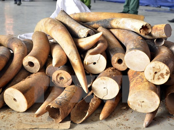 Aduanas descubren más de 700 kilogramos de colmillos de elefantes ảnh 1 Aduanas descubren más de 700 kilogramos de colmillos de elefantes ảnh 1