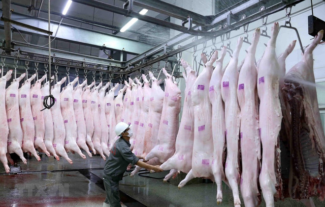 Vietnam pondrá en funcionamiento primer matadero porcino en el norte ảnh 1 Vietnam pondrá en funcionamiento primer matadero porcino en el norte ảnh 1
