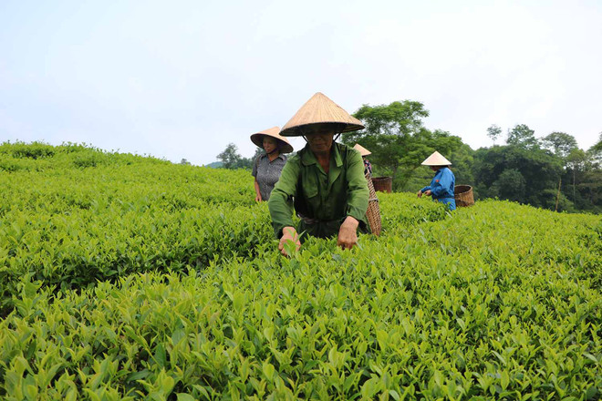 Phu Tho se sitúa en cuarto lugar de Vietnam en área de siembra de té ảnh 1 Phu Tho se sitúa en cuarto lugar de Vietnam en área de siembra de té ảnh 1