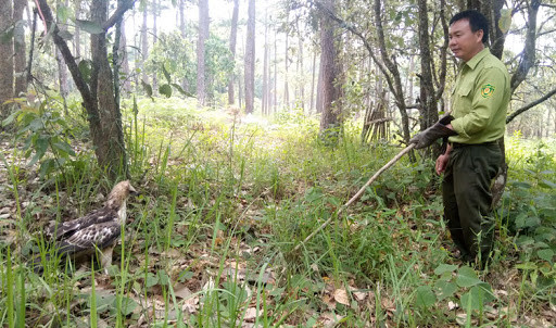 Liberan águila entregada voluntariamente por pobladores vietnamitas ảnh 1 Liberan águila entregada voluntariamente por pobladores vietnamitas ảnh 1