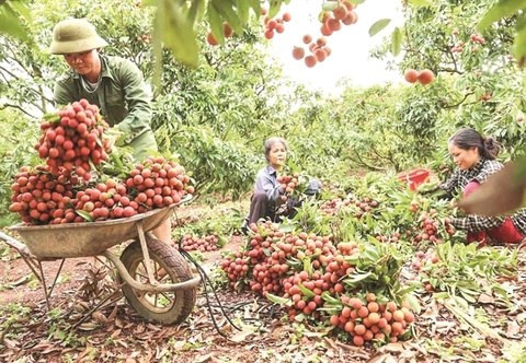 Provincia vietnamita de Bac Giang planea estimular consumo interno de lichi ảnh 1 Provincia vietnamita de Bac Giang planea estimular consumo interno de lichi ảnh 1